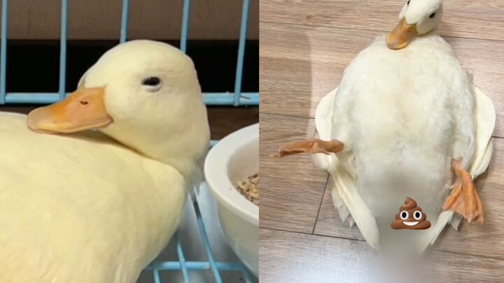 High-energy throughout! Pet duck’s appetite dips, so they check its temperature—but the woman can’t 