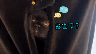 原来黑猫“隐身”的最高境界：是可以一下藏进了你的心巴里！