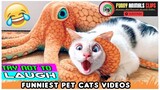Funny Animal Videos 2023🤣-Funniest Pet Cats🐱-Try Not to Laugh 14 😂