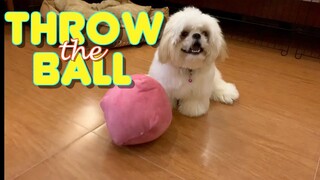 Cute Shih Tzu Puppy Knows How To Throw The Ball Over And Over Again