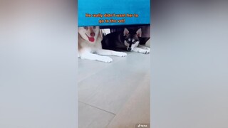 No vet for Skye 🚫 dogbff bff pets