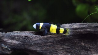 ikan hias air tawar kecil dan lucu - ikan bumblebee goby