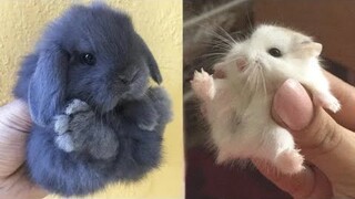 AWW SO CUTE! Cutest baby animals Videos Compilation Cute moment of the Animals - Cutest Animals #38