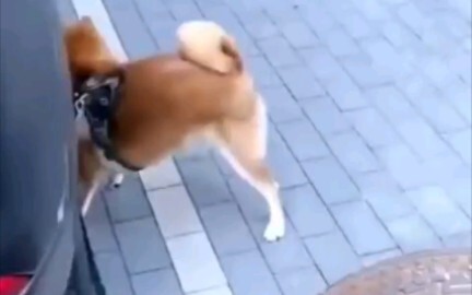 Chú cún Shiba dễ thương xoa dịu nỗi mệt mỏi trong tâm hồn bạn