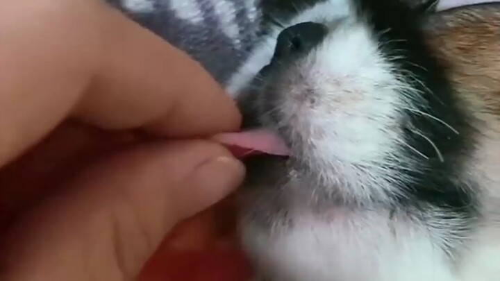 Petuah hidup anjing: Saat anak anjing tidur, jangan sekali-kali menjulurkan lidah, kalau tidak, ini 