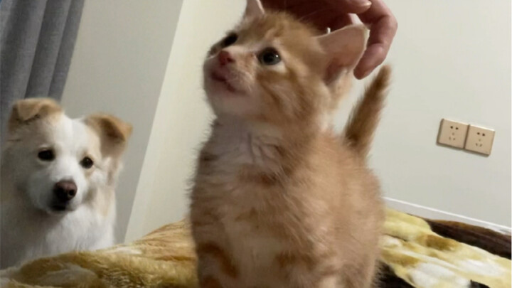 Rutinitas Tuan Kotoran Saat Pulang Kerja