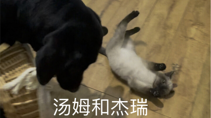 现实版猫和老鼠