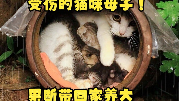 雨天偶遇罐子里的流浪猫，果断带回家治疗，直接养成小猪咪！