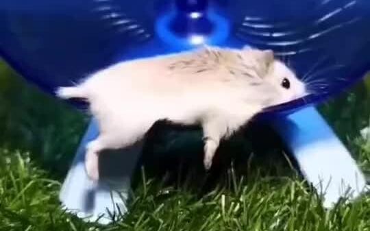 Hamster: Being alone is too boring.
