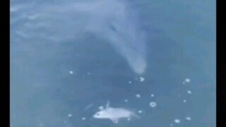 Benar, saya menyelamatkan seekor lumba-lumba 🐬