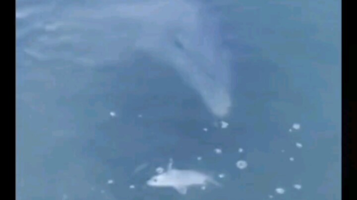 That's right, I saved a dolphin 🐬