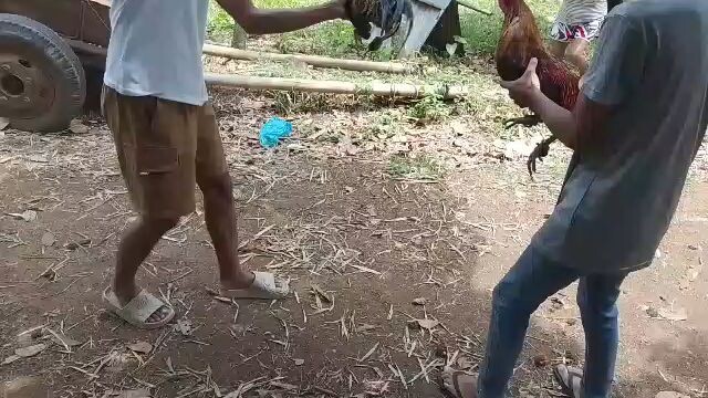 bulik v Gilmore