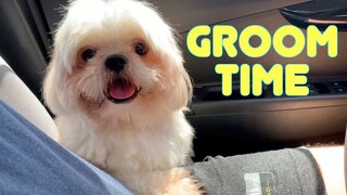 Shih Tzu Dog Gets Ready for Grooming | Cute & Funny Dog Video