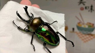 The Hercules beetle has finally produced offspring!