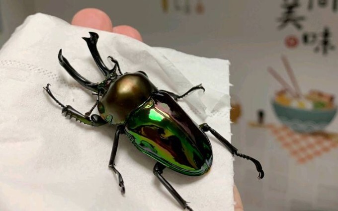 The Hercules beetle has finally produced offspring!