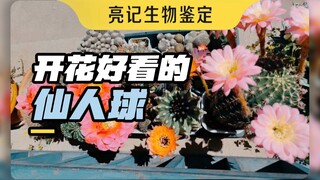 我养的几种开花好看的仙人球
