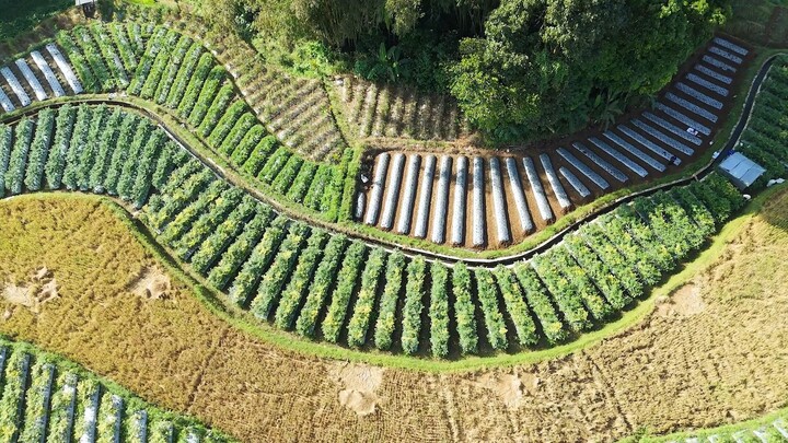 Pasangan Muda Ini Nekat Jadi Petani Cabai, Kini Penghasilannya Melebihi UMR!