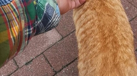 Play “Cat Eggs” by Senior Cat-Meow!