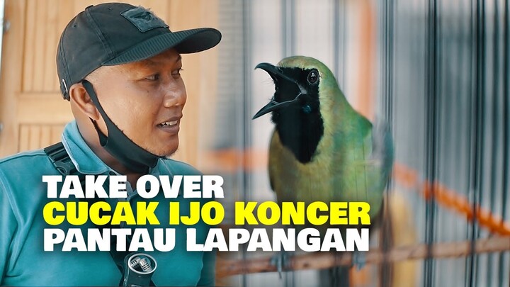 TAKE OVER CUCAK IJO KONCER PANTAU LAPANGAN