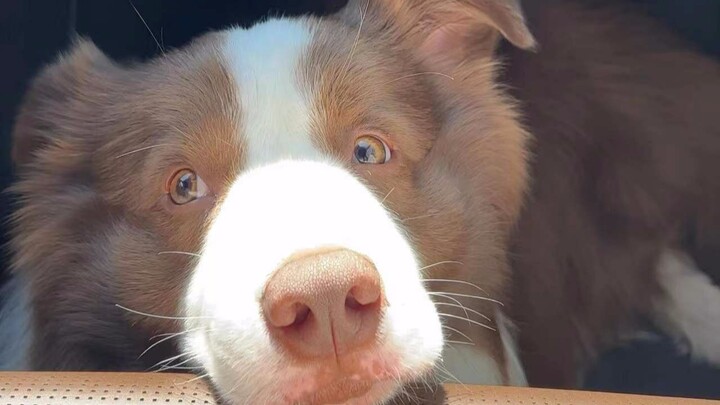 It’s a little gas canister whose eyes aren’t even as big as its nostrils, haha~