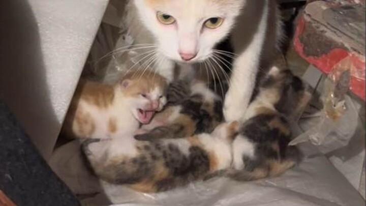 Diam-diam menguntit induk kucing yang baru melahirkan untuk menemukan “ruang pengasuhan”-nya—anak-an