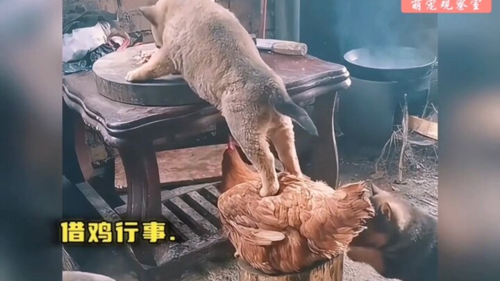 “Adegan kocak kucing dan anjing makan heboh, kecepatan adalah sikap; terlambat 1 detik saja sudah di