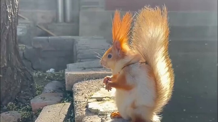 Si Rambut Kuning Kecil