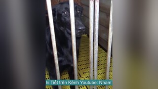 T3: Review Trại Chó Minh Tuân Malinois nhamtuattv nhamtuat nttv chó chó_cưng thúcưng