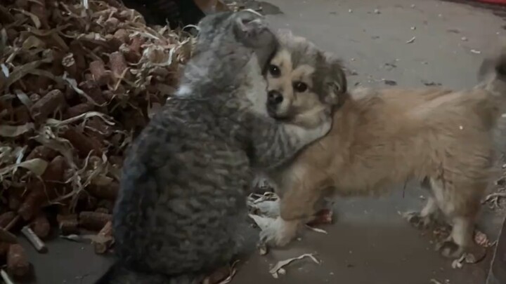 A best friend for life