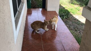 2 chú mèo vờn nhau :)))