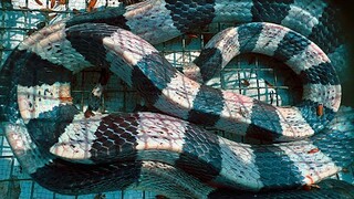 Loại Rắn Cực Độc Nỗi Ám Ảnh Của Những Người Đi Đêm Trong Rừng