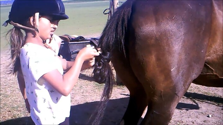 如何给马球马尾“扎辫子” How to braid polo pony's tail
