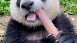 panda eat