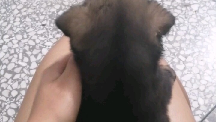 Chú cún đất nhỏ đúng là số dách —— “gây thương nhớ từ phía sau”, bạn sẽ không ngờ nó đáng yêu đến mứ