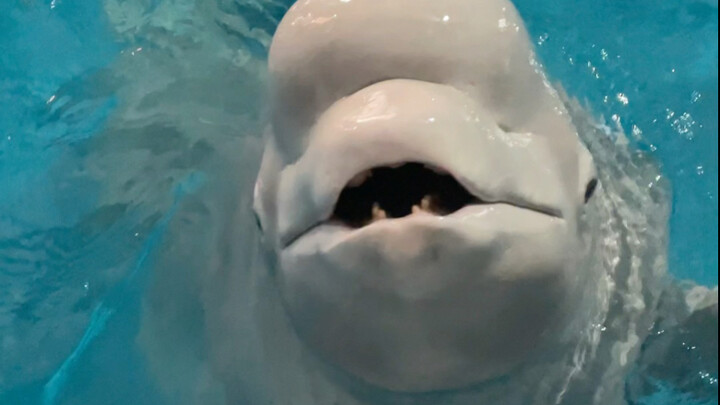 Xiao Hei langsung kabur setelah makan ikan 😒