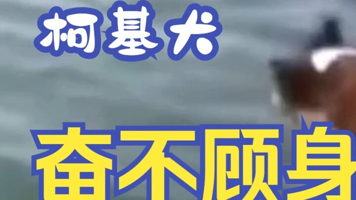 Thinking its owner was drowning, the Corgi's reaction made people cry instantly