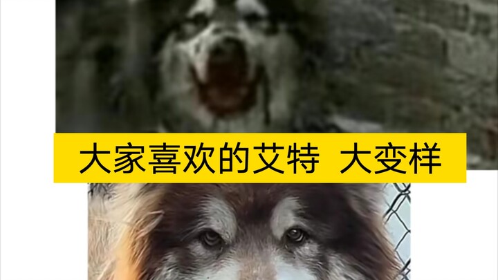 The Dog World’s KK Park: Everyone’s Favorite Aite Has Drastically Changed!