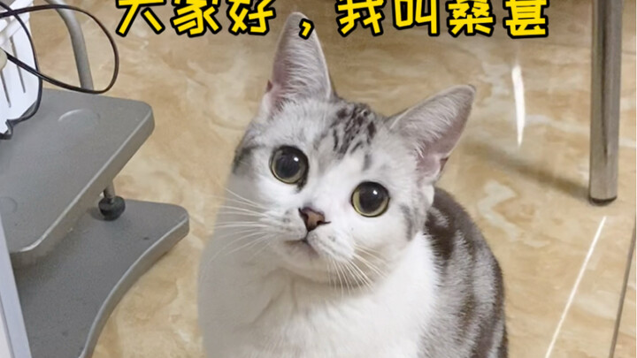 A kitten's monologue