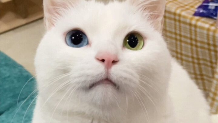 Seberapa sering kucing bersikap pilih kasih? Betapa bahagianya jika menjadi favorit si kucing!