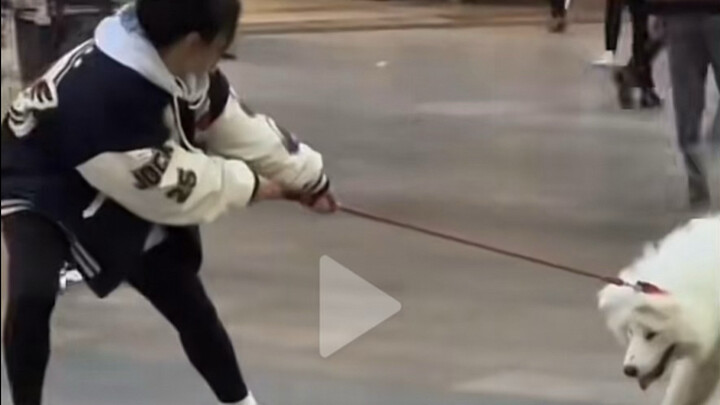 Tiktok网友热评“扛起萨摩耶就跑的中国女生”