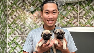 Pug con và Bull Pháp dễ thương | Trại Chó Bình Cao | 2/3/21