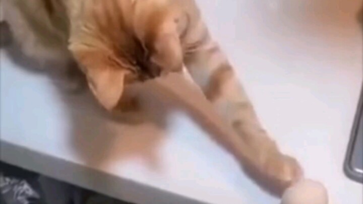 Orange Cat: It’s been three days since I got beaten up.
