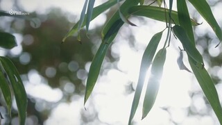 Hồng Y Túy EP 8 [Sub Việt]