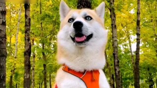 Akita + Husky =???