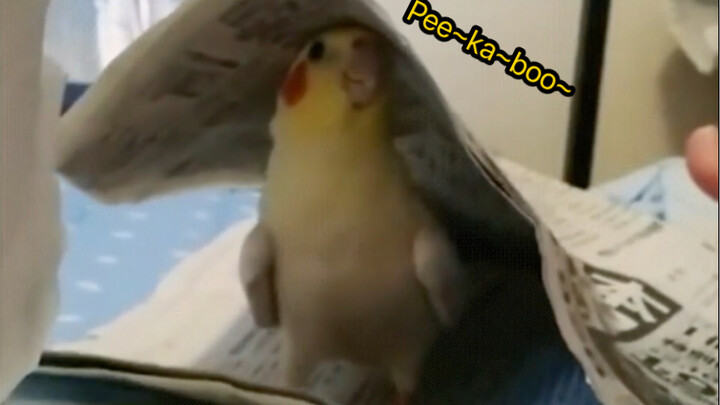Gặp chuyện không quyết được thì peekaboo~