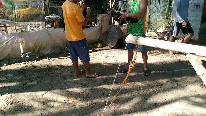 Malaki at mataas kalaban talisay binabae. pula sakin Jan