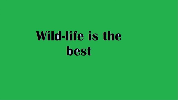 Wildlife - Copy