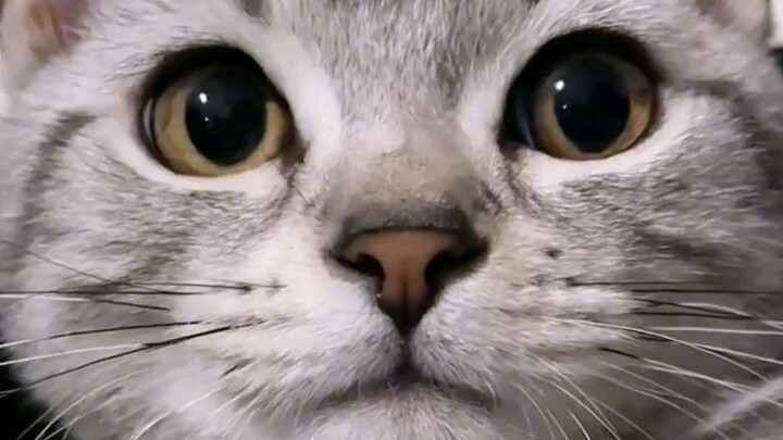 Cat: This customer is so weird—they just stare at me blankly and don’t even say what service they wa