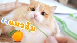 วันแห่งแมวสีส้ม (Ginger Cat Appreciation Day)