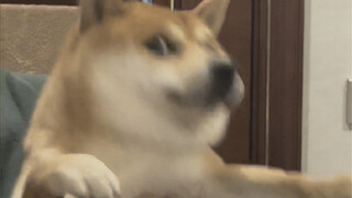 你猜我为什么不摇大黄面包